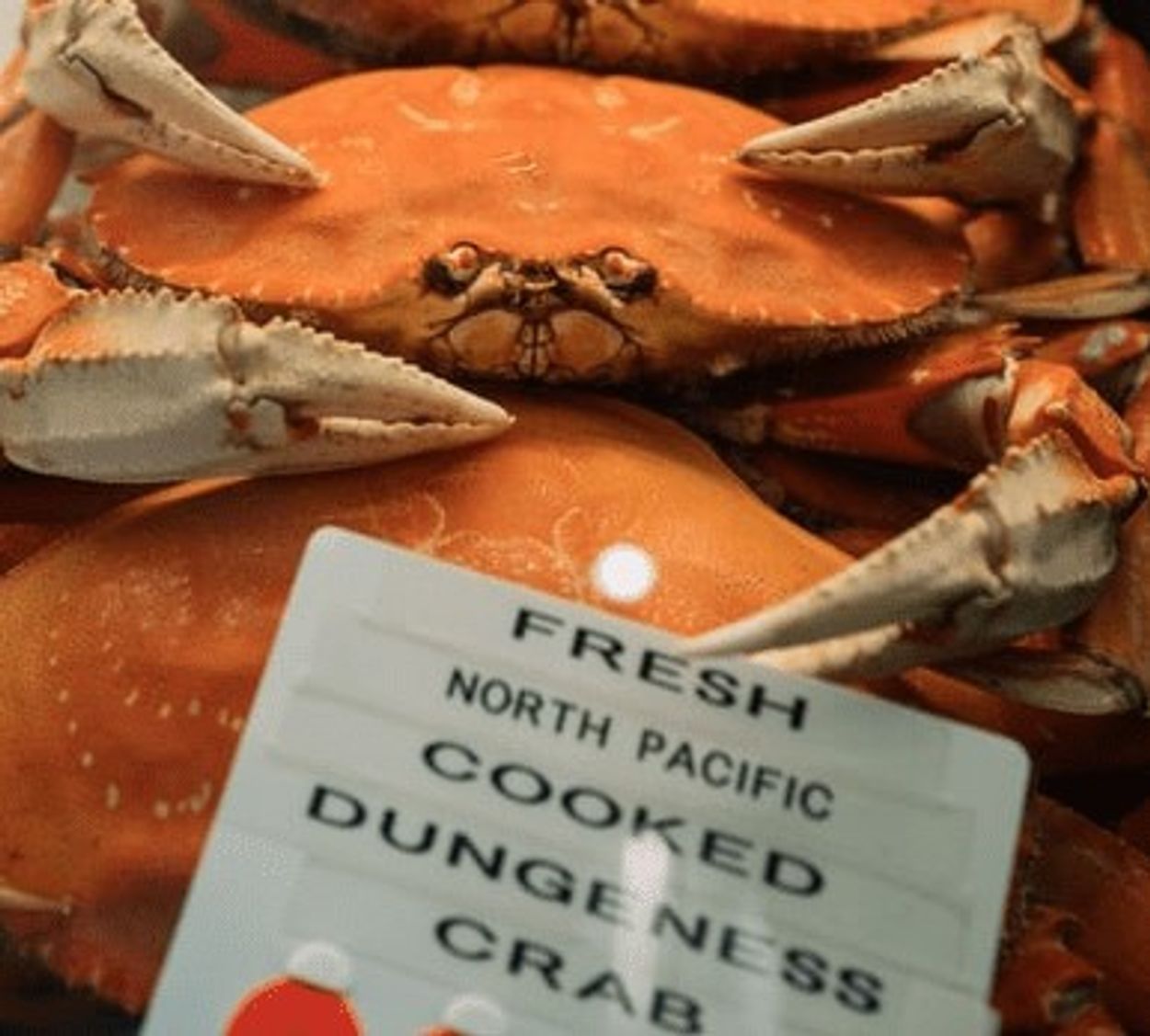 dungeness crabs