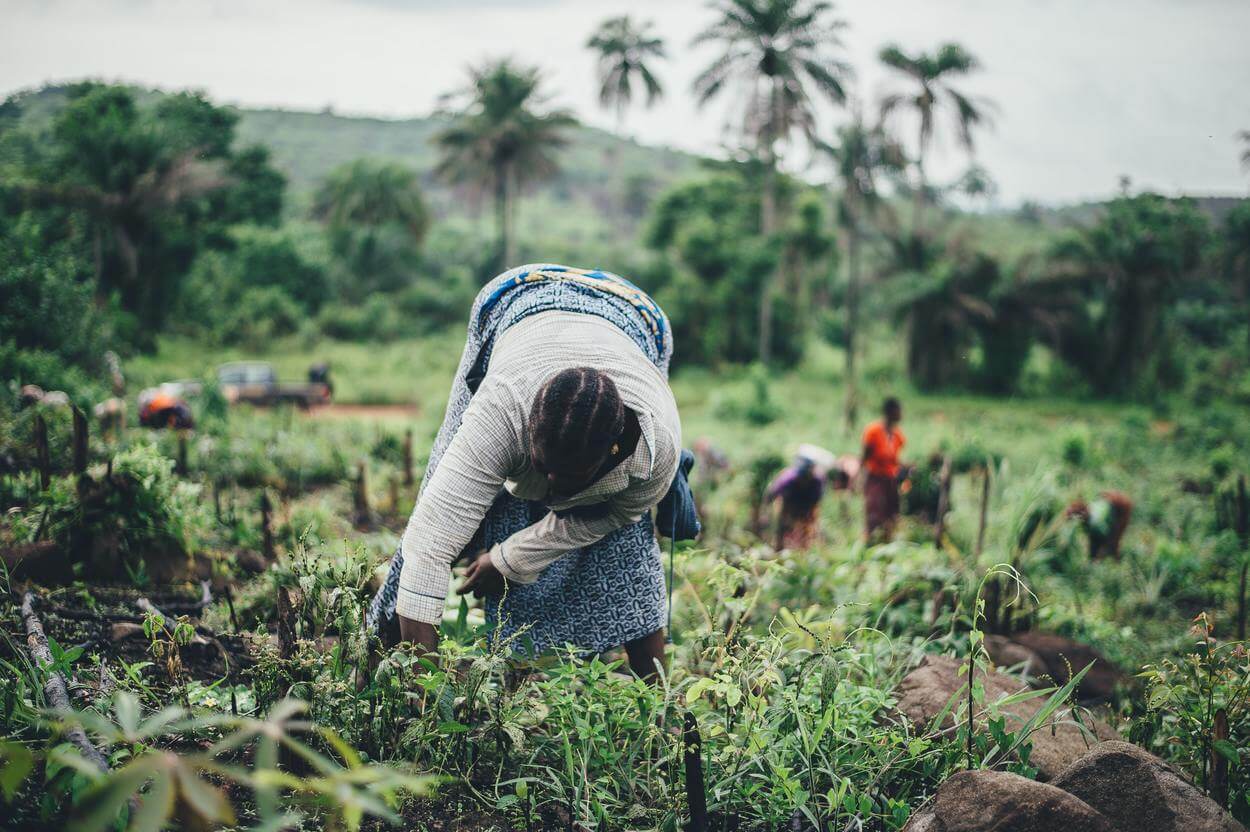 Women harvesting crops.