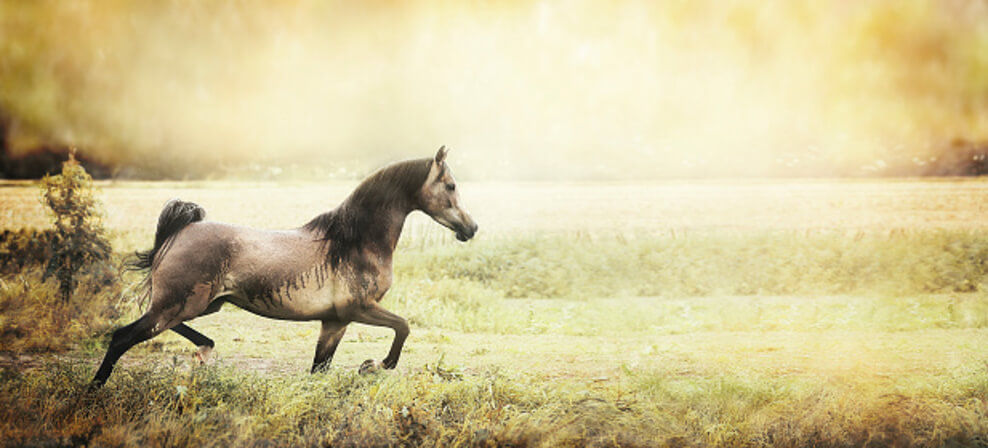 An image of a horse running on a field