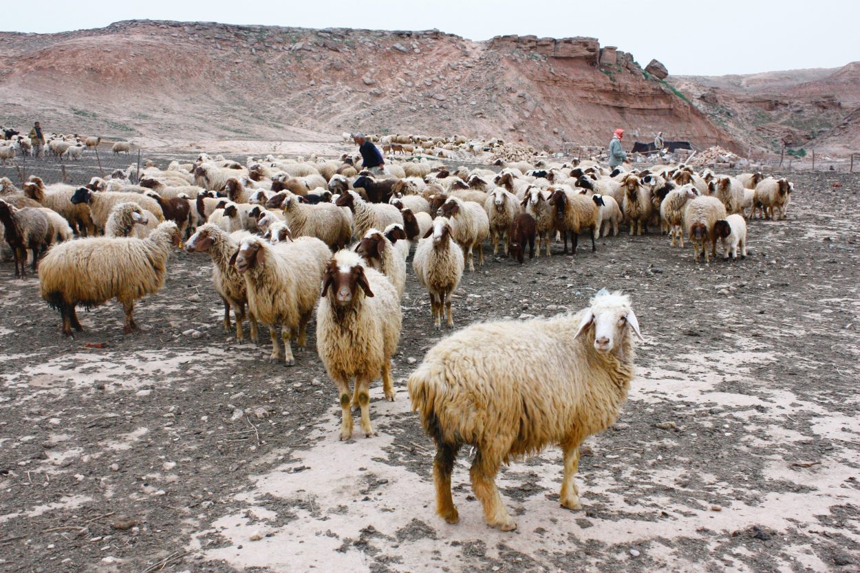 A hoard of sheeps