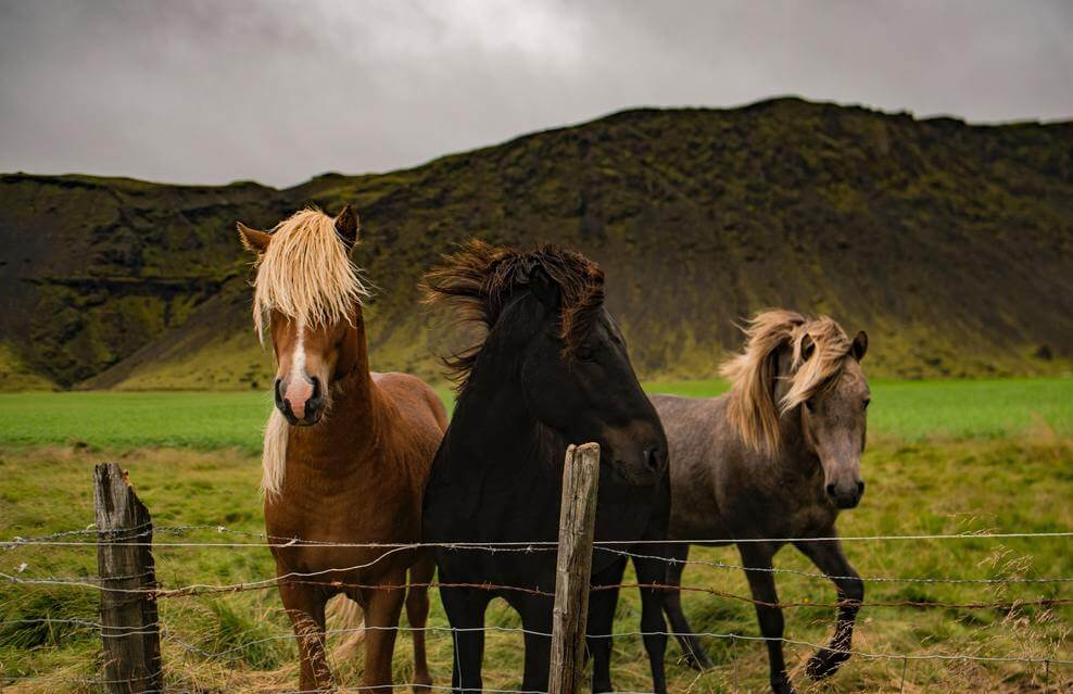 A picture of three horses