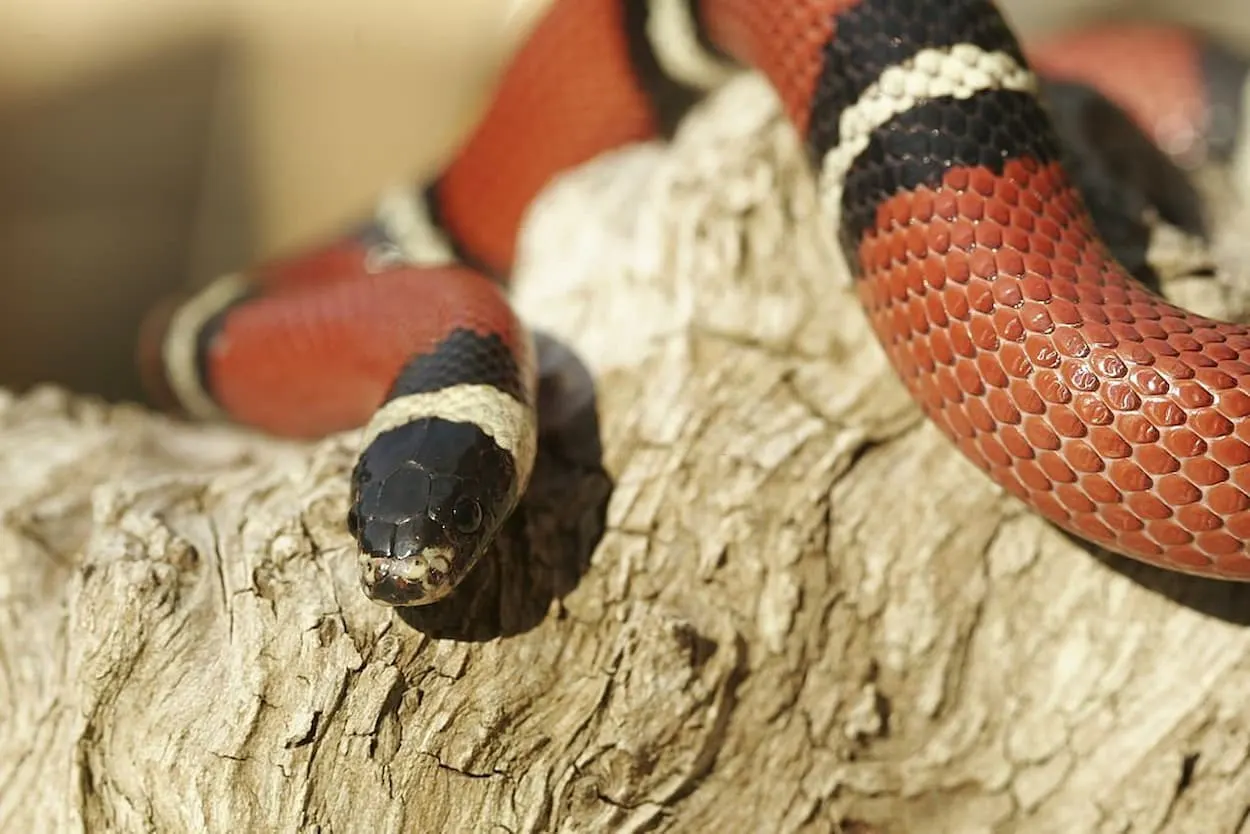 A snake on a wood