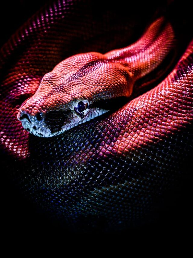 cropped-Snake-1.jpg