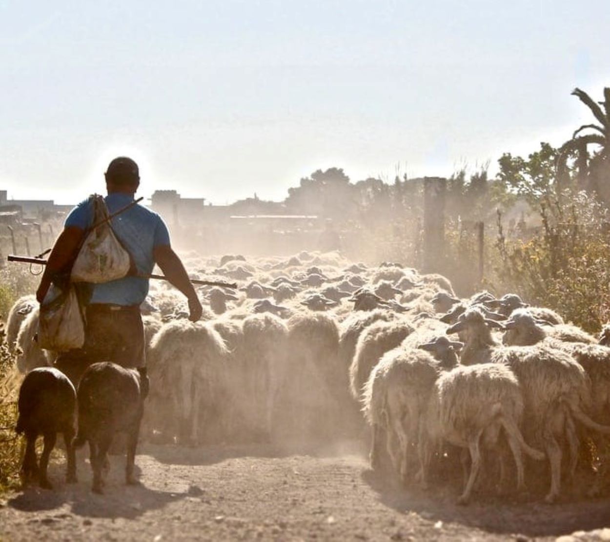 A shepherd with his sheep
