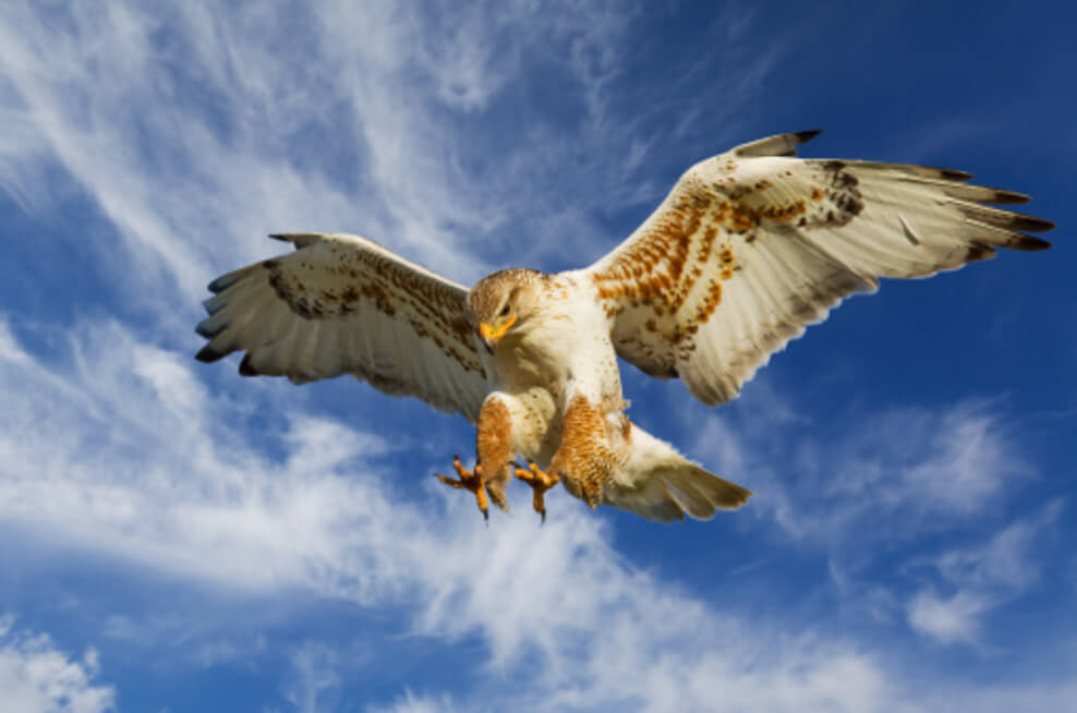 A ferruginous white hawk in attack mode.