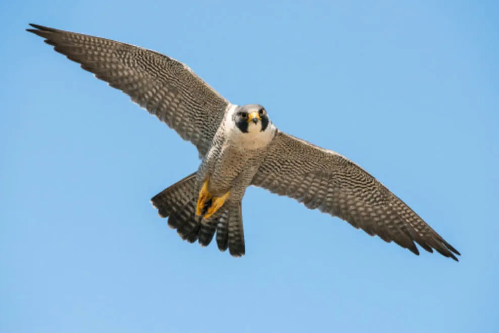 An image showing a peregrine falcon in flight mode.