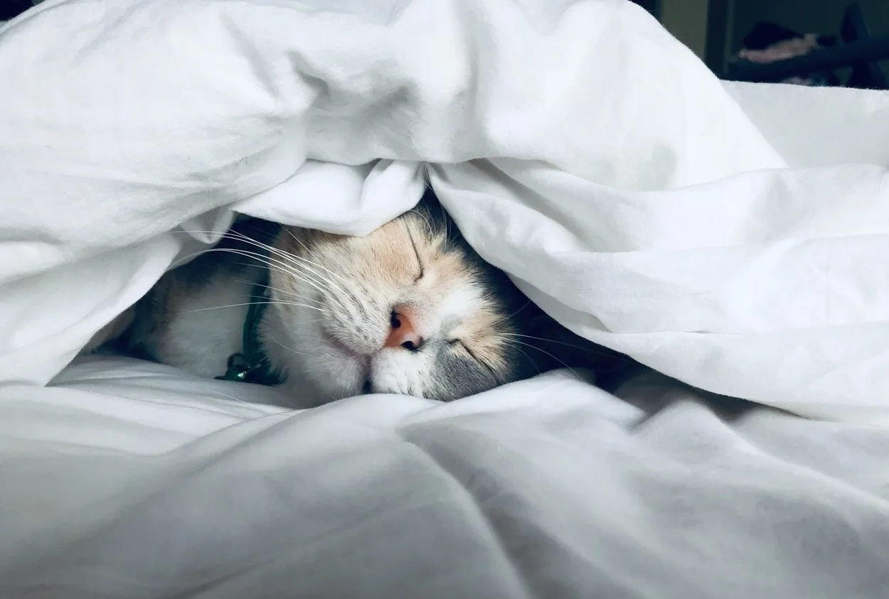 A cat under covers