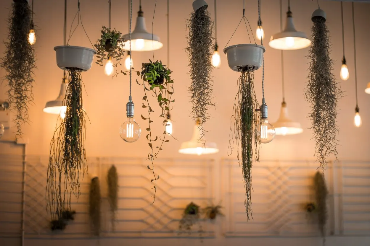Lights and plants hanging