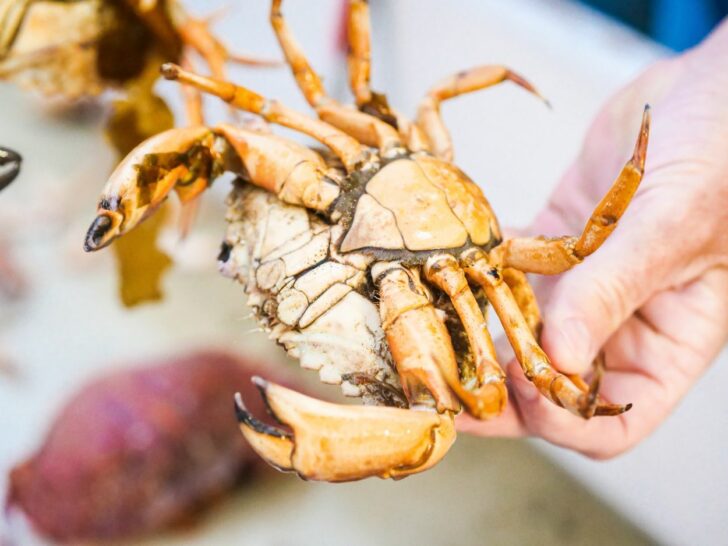 Difference between snow crab, Dungeness crab, and king crab