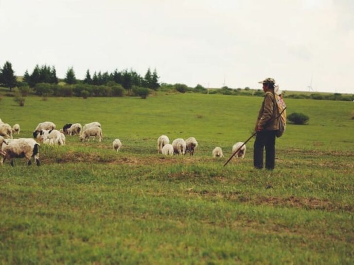 What Is The Difference Of A Shepherd’s Rod And Staff In Psalm 23:4? (Explained)