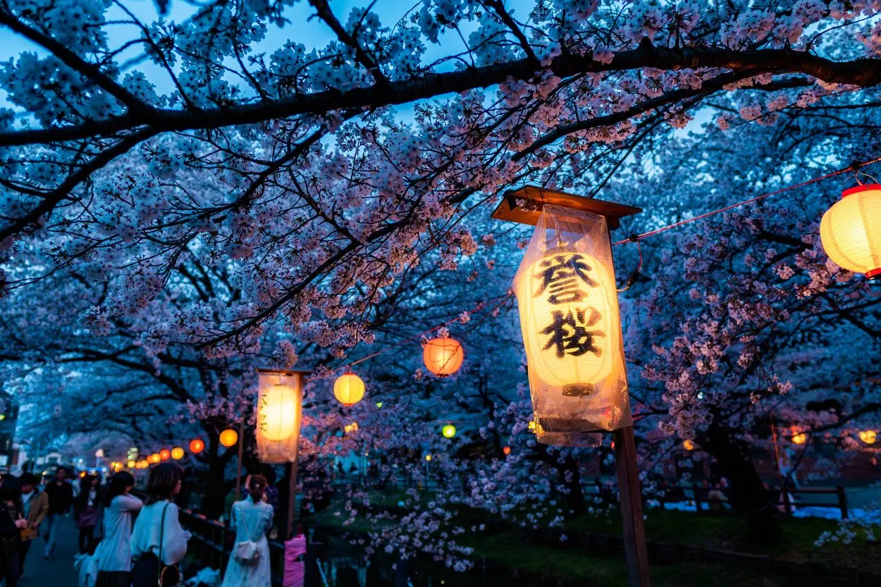 Lanterns hanging on the branch of a cherry blossom tree