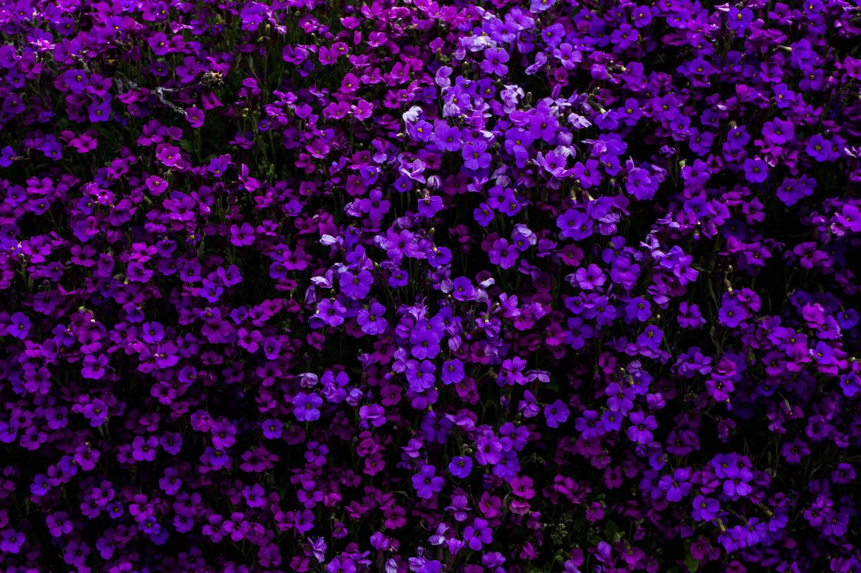 Purple VS. Violet