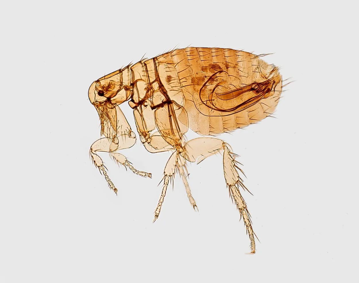 What Diseases Do Fleas Carry?