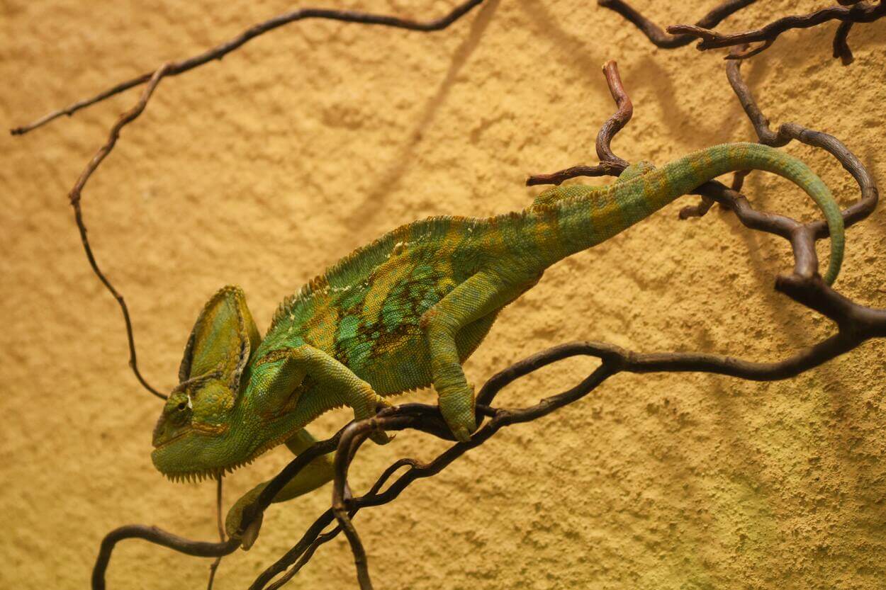 An image of a veiled chameleon.