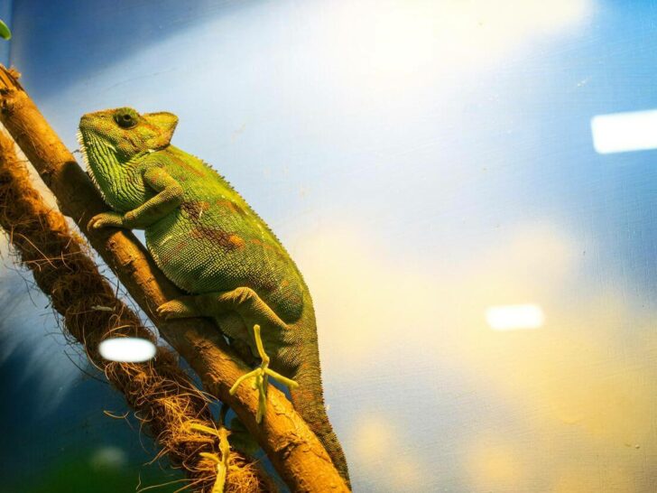 An image of a veiled chameleon in its habitat.