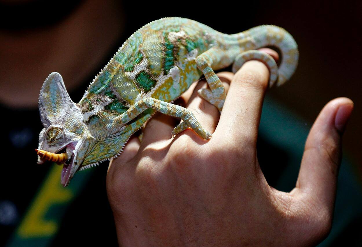 An image of a veiled chameleon perched on a hand of its owner.
