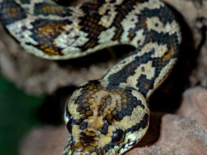 Serpents and Snakes: Exploring Their Species Relationship