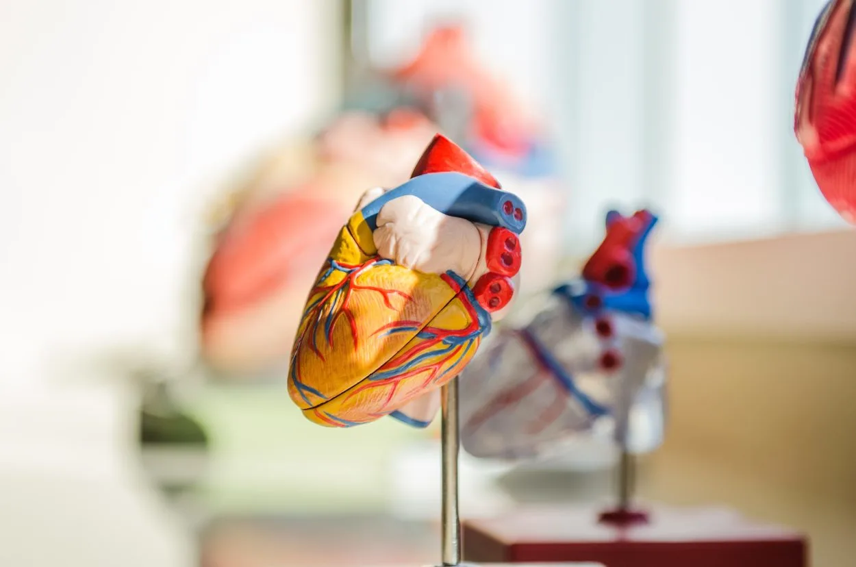 a model version of the heart