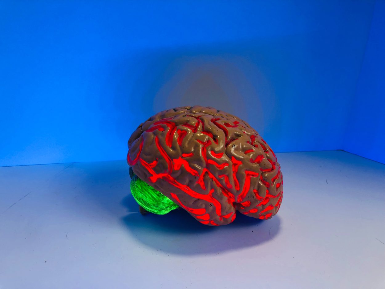 a toy model of the brain