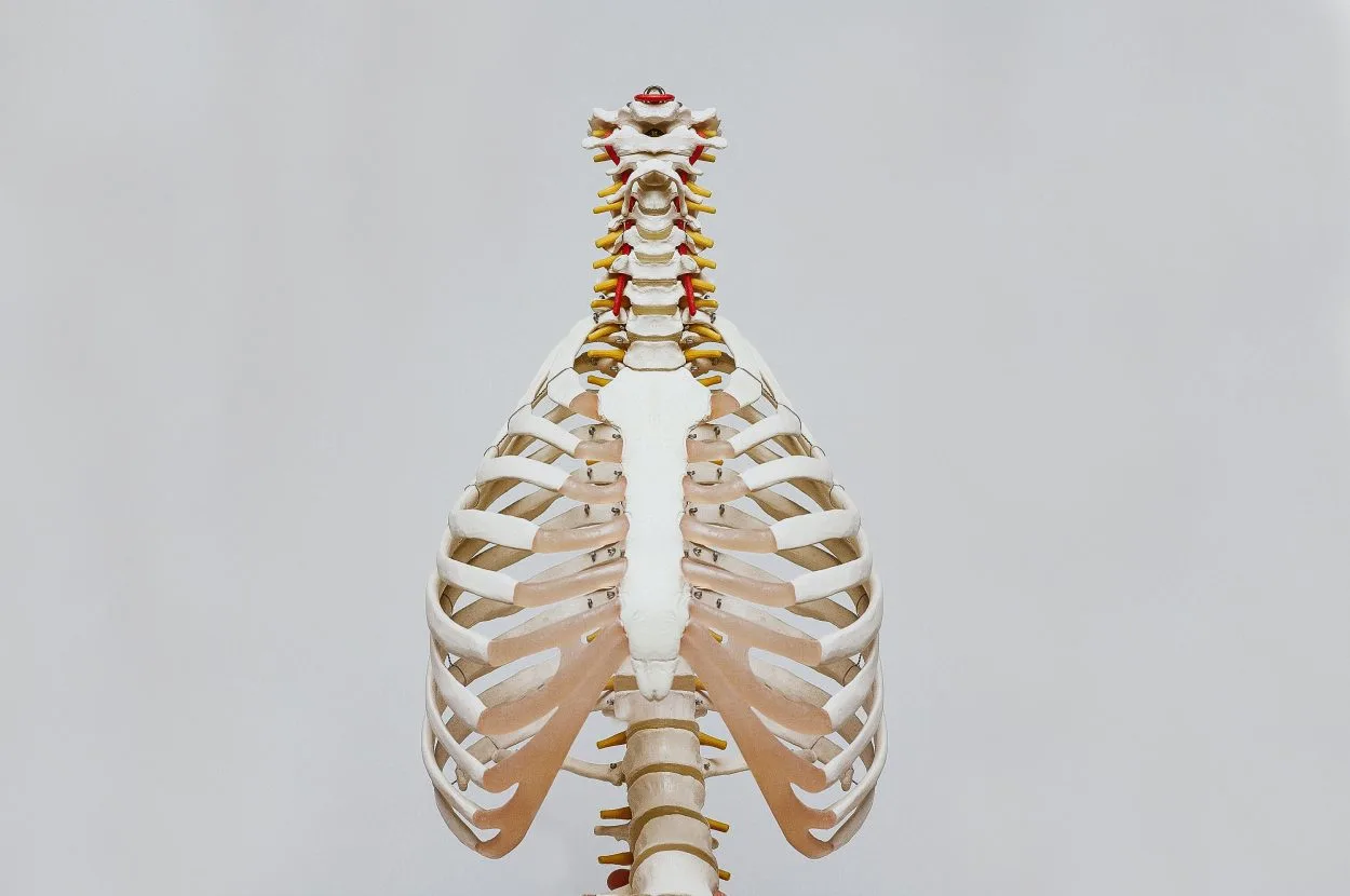 The skeletal model of a chest