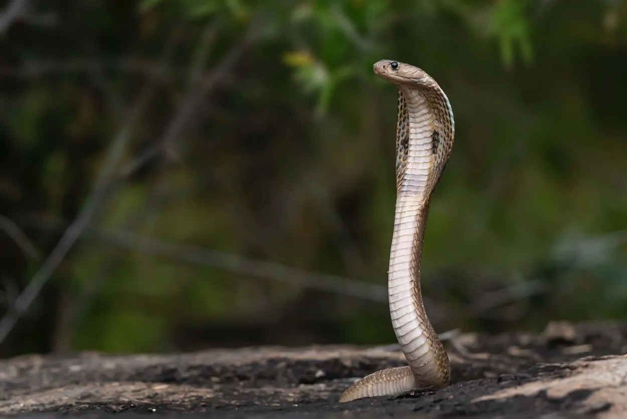 An image of a Cobra snake which can be used for Snake and serpent.