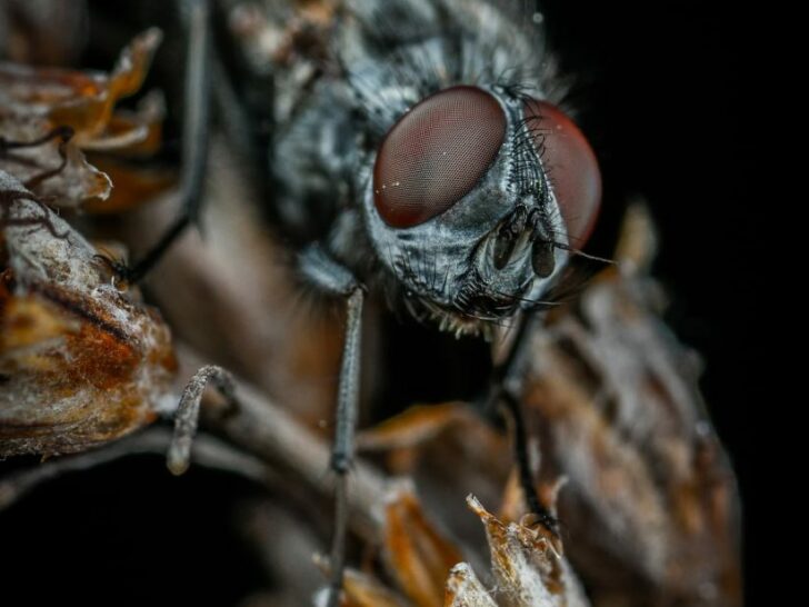 Explained: The Difference Between Flys and Flies