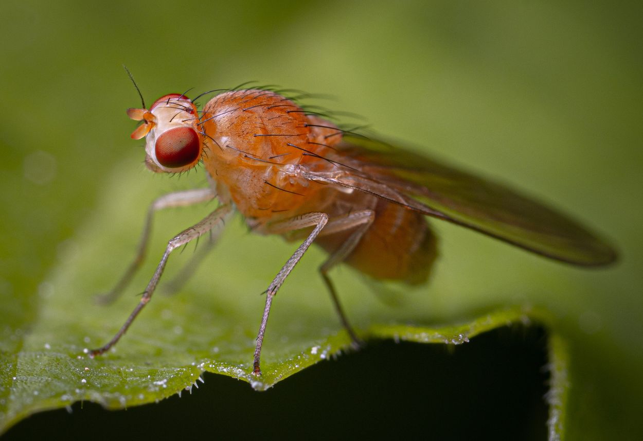 Why are fruit flies in your home?