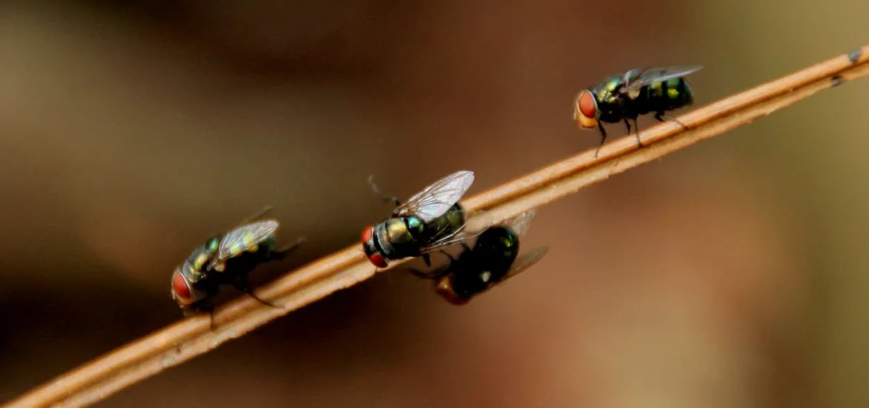 Flies on a branch