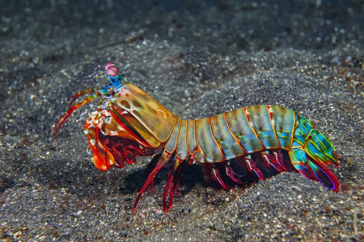 Mantis Shrimp are 8-10 Inches Long