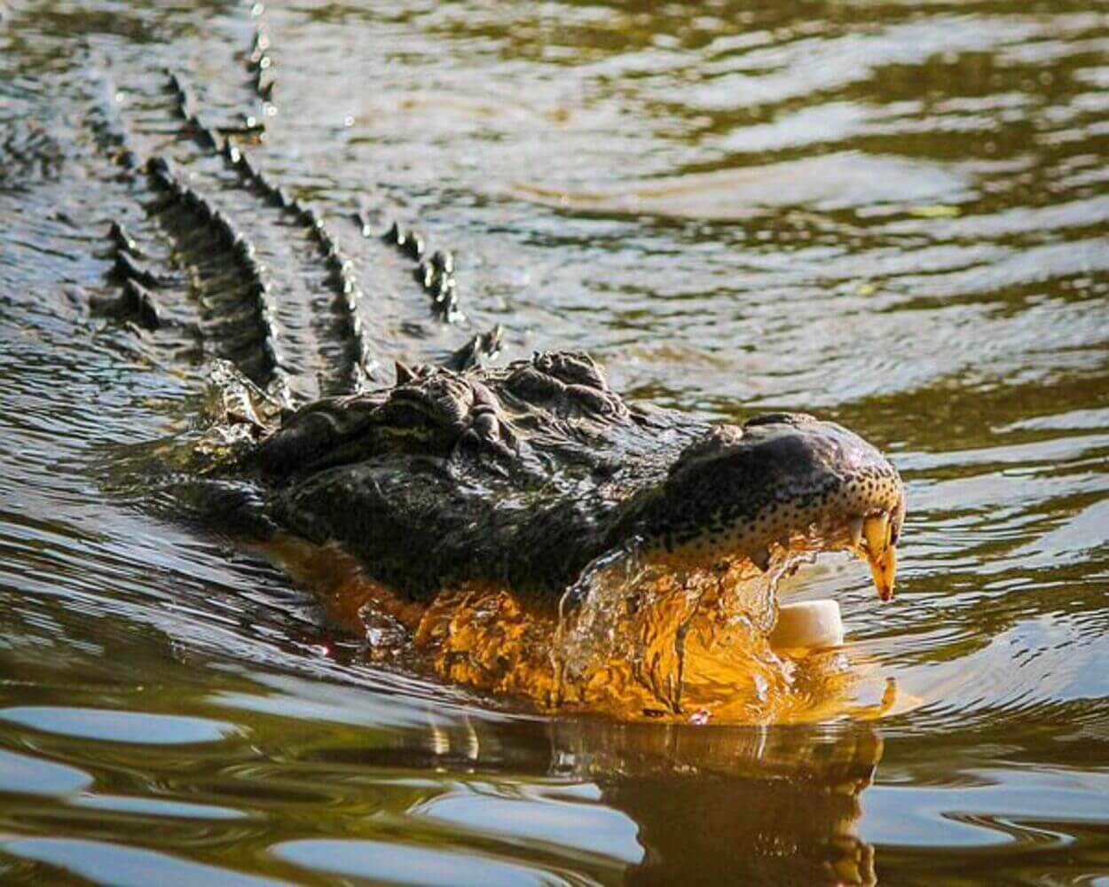 American and Chinese Alligators are two different types.