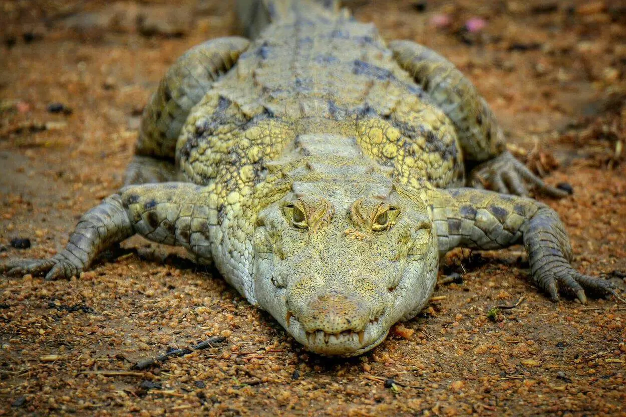 Crocodile Attacks its prey
