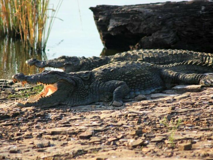 What Is the Difference Between a Caiman, an Alligator, and a Crocodile? (Difference Explained)