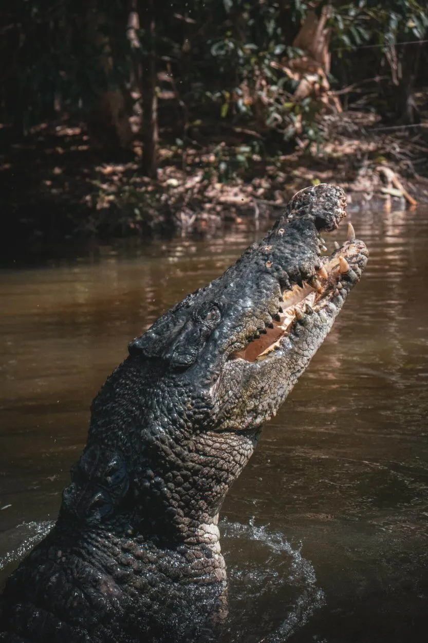 a big crocodile in a swamp