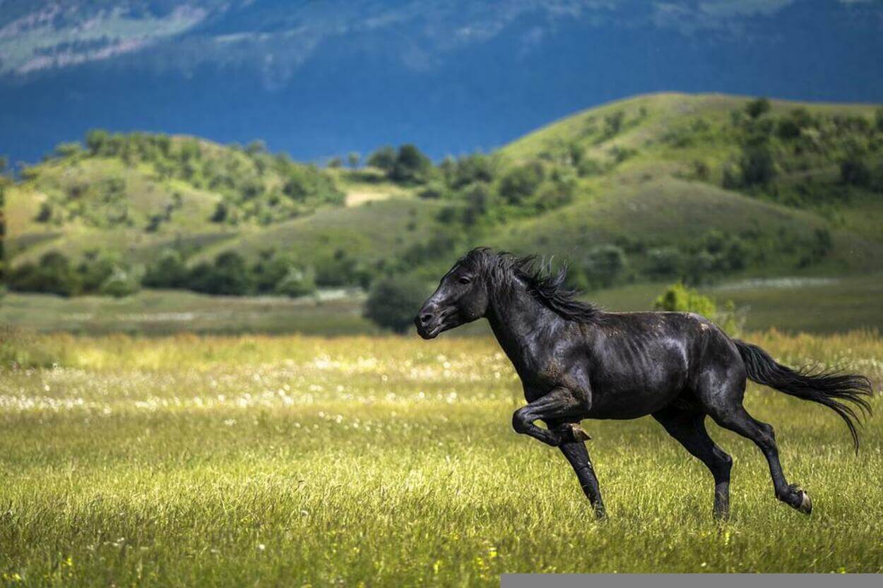 a horse running in the meadow