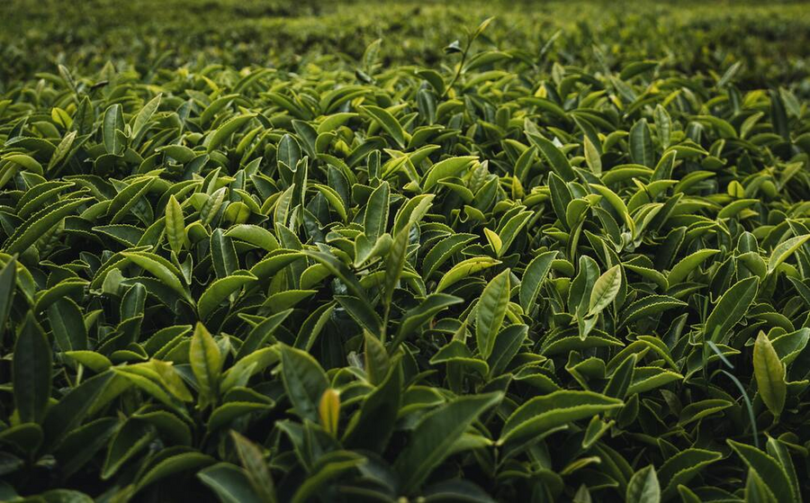 Tea Leaves In China
