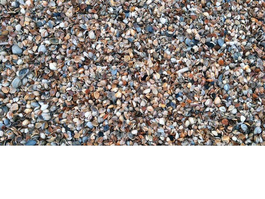 Sea Shells On a Beach More Than Ten Thousand of