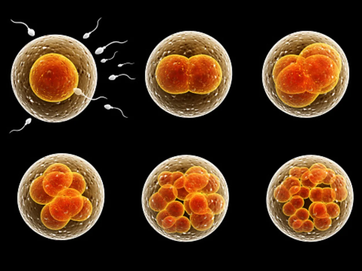 An image showing the process of division of a fertilized cell.