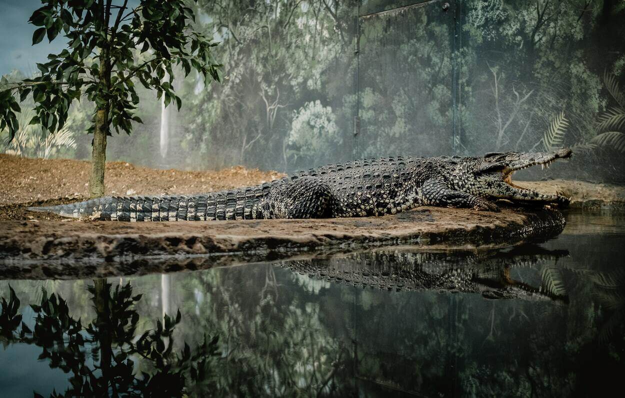A big crocodile