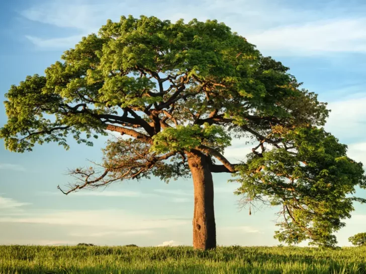 What Is the Difference Between “The Tree of Life” and “The Tree of Knowledge of Good and Evil”? (Facts Revealed)