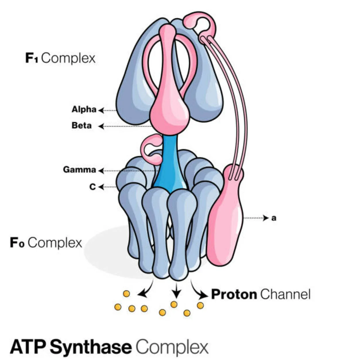 There are different types of Synthase
