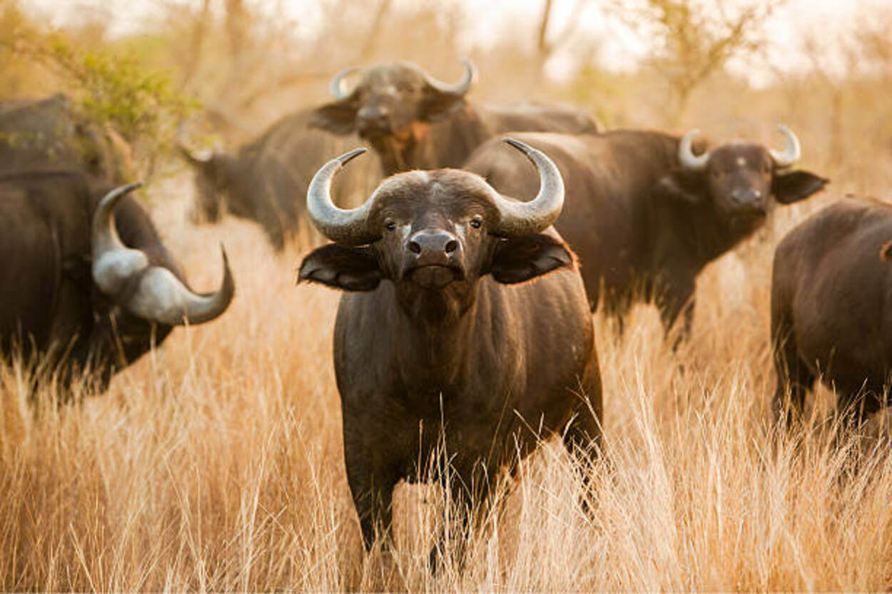 buffaloes give birth during rainy season