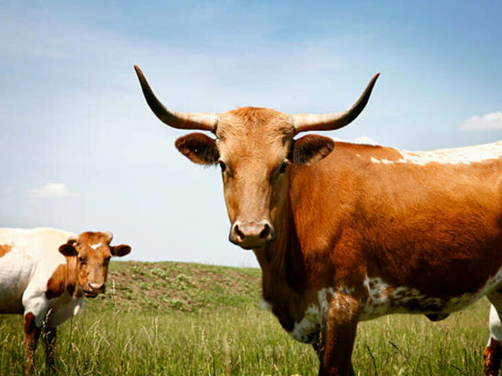 What Is the Difference Between a Cow, a Bull, a Buffalo, and an Ox? (Explained)
