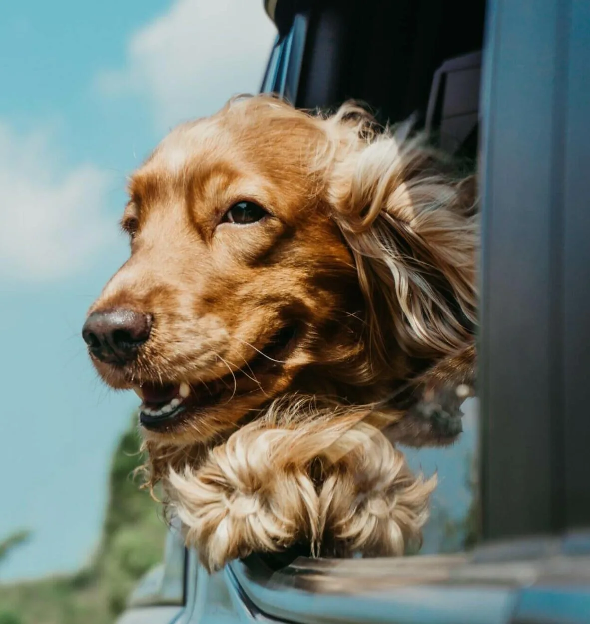 a dog sticking his head out of a car window