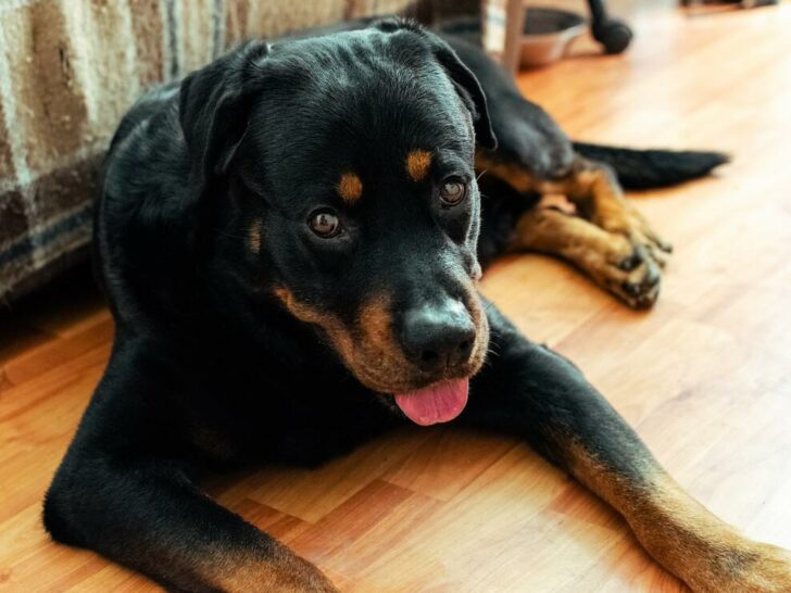 What’s the Difference Between Gladiator/Roman Rottweilers and German Rottweilers? (Explained)