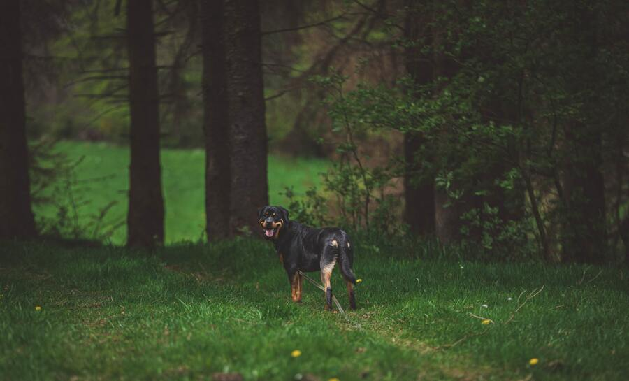A standard Rottweiler enjoying the forest