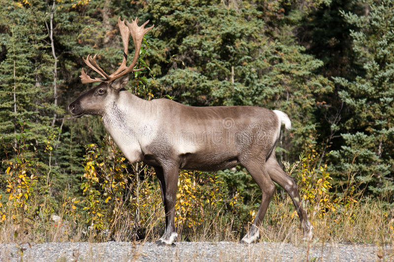 A male caribou in the wild