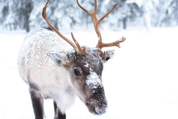 A reindeer in the snow