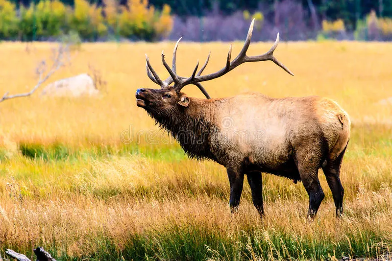 A male elk standing in the fields