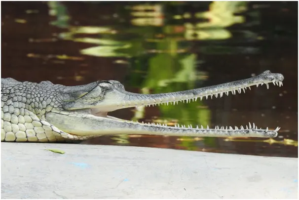Gharial with opened mouth