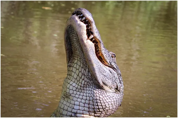 Alligator with face outside water